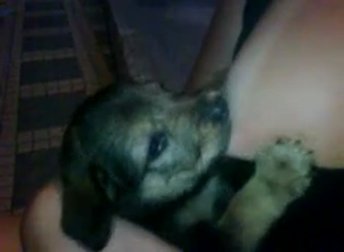 Video :Puppy sucking the tits of girl for breastfeeding in pet porn
